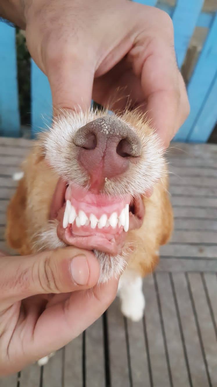 Adeline (fka Clementine)  